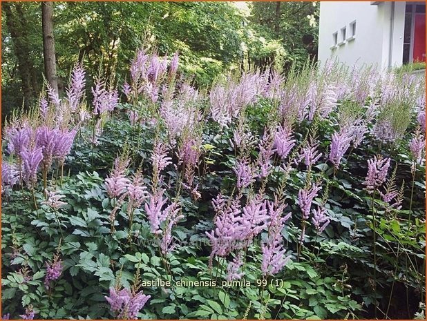 Astilbe chinensis 'Pumila' | Spirea