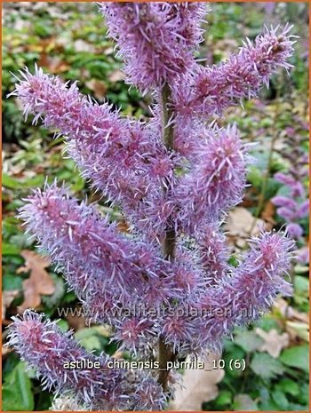 Astilbe chinensis 'Pumila' | Spirea