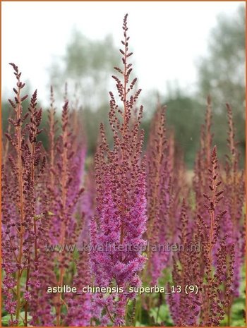 Astilbe chinensis 'Superba' | Spirea