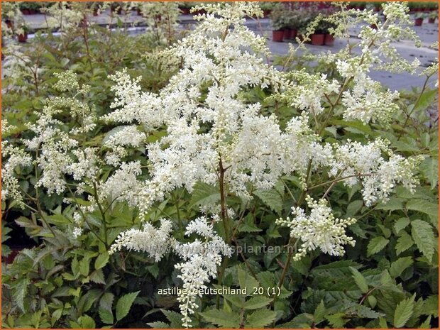 Astilbe 'Deutschland' | Spirea