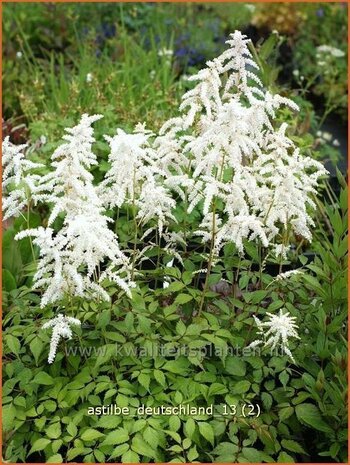 Astilbe 'Deutschland' | Spirea