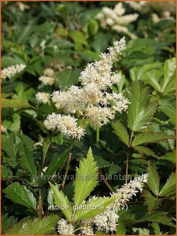 Astilbe 'Gladstone' | Spirea