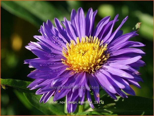 Aster novi-belgii 'Eventide' | Aster