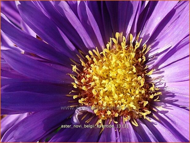 Aster novi-belgii 'Eventide' | Aster