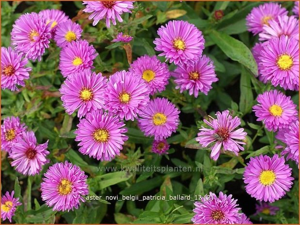 Aster novi-belgii &#39;Patricia Ballard&#39; | Nieuw-Nederlandse aster, Herfstaster, Aster | Glattblatt-Aster