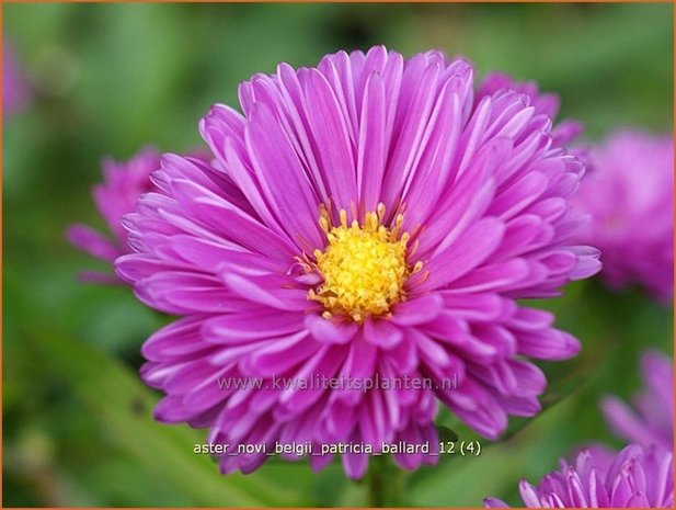 Aster novi-belgii &#39;Patricia Ballard&#39; | Nieuw-Nederlandse aster, Herfstaster, Aster | Glattblatt-Aster