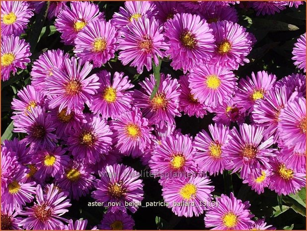 Aster novi-belgii &#39;Patricia Ballard&#39; | Nieuw-Nederlandse aster, Herfstaster, Aster | Glattblatt-Aster