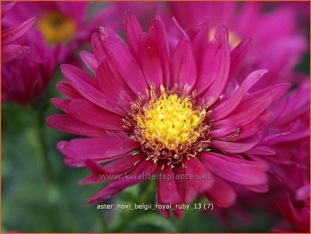 Aster novi-belgii 'Royal Ruby' | Aster