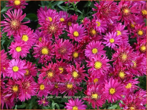 Aster novi-belgii 'Royal Ruby' | Aster