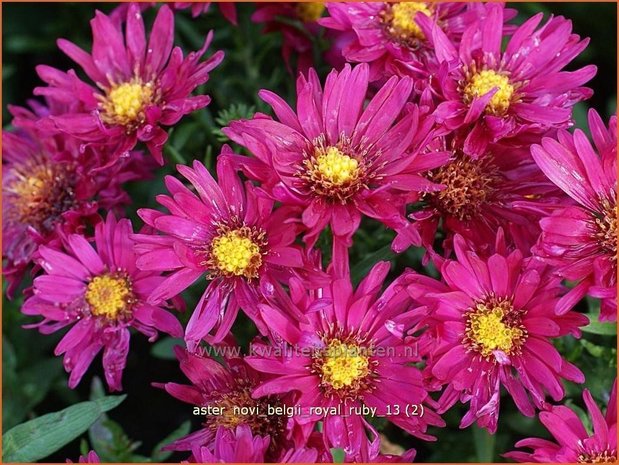 Aster novi-belgii 'Royal Ruby' | Aster