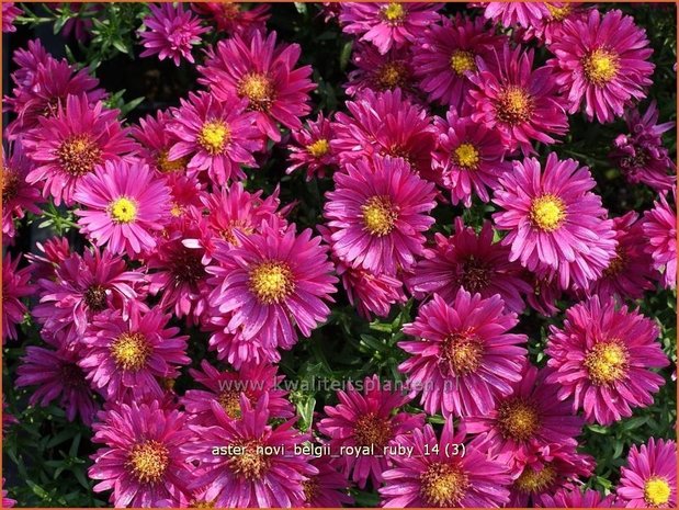 Aster novi-belgii 'Royal Ruby' | Aster