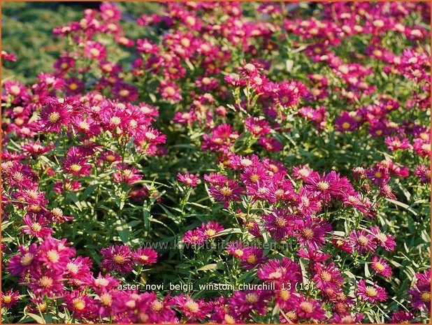 Aster novi-belgii 'Winston Churchill' | Aster