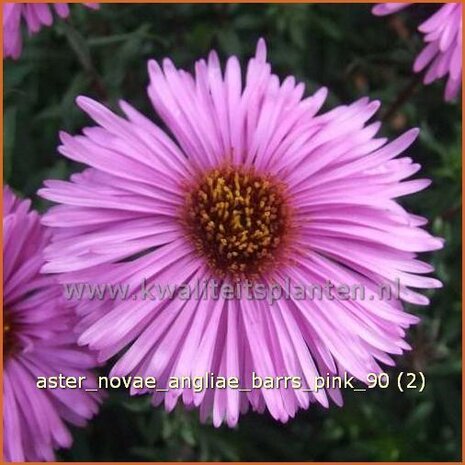 Aster novae-angliae 'Barr's Pink' | Aster, Herfstaster