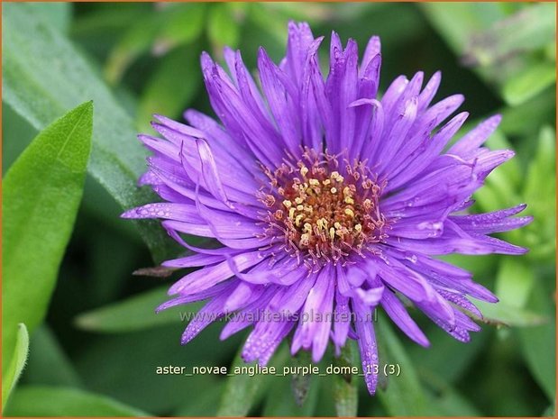 Aster novae-angliae 'Purple Dome' | Aster, Herfstaster