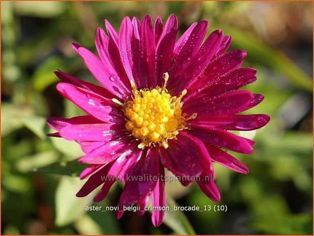 Aster novi-belgii 'Crimson Brocade' | Nieuw-Nederlandse aster, Herfstaster, Aster | Glattblatt-Aster