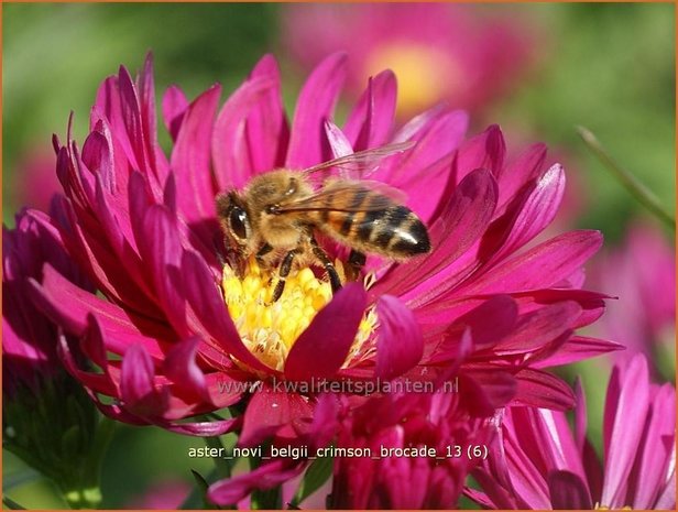 Aster novi-belgii 'Crimson Brocade' | Nieuw-Nederlandse aster, Herfstaster, Aster | Glattblatt-Aster