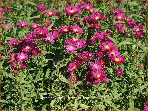 Aster novi-belgii 'Crimson Brocade' | Nieuw-Nederlandse aster, Herfstaster, Aster | Glattblatt-Aster