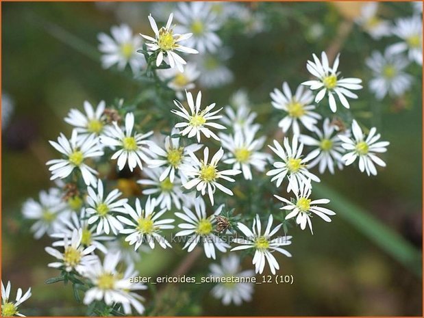 Aster ericoides 'Schneetanne' | Aster, Heideaster