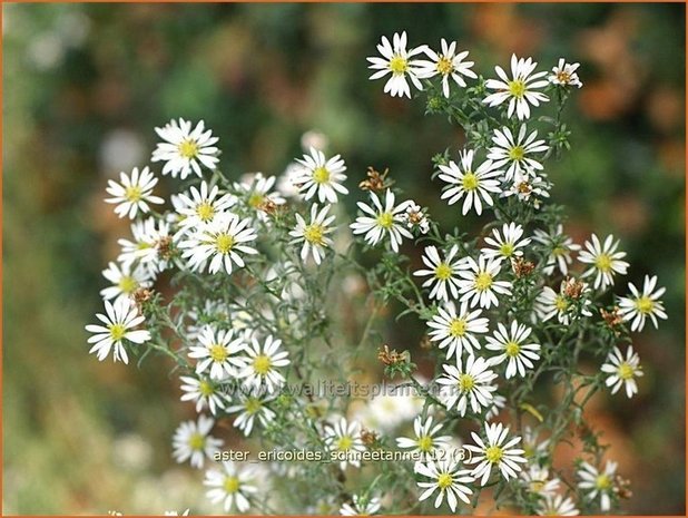 Aster ericoides 'Schneetanne' | Aster, Heideaster