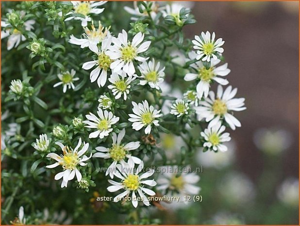 Aster ericoides 'Snowflurry' | Aster, Heideaster