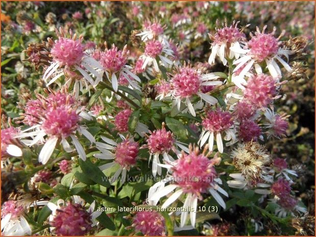 Aster lateriflorus 'Horizontalis' | Aster