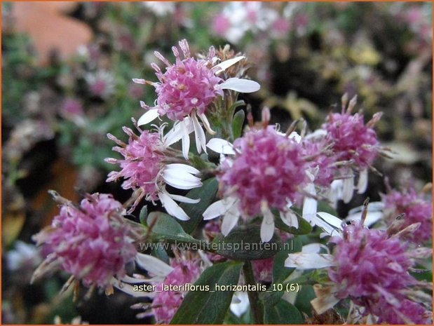 Aster lateriflorus 'Horizontalis' | Aster