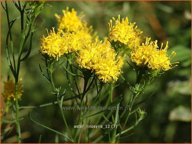 Aster linosyris | Aster