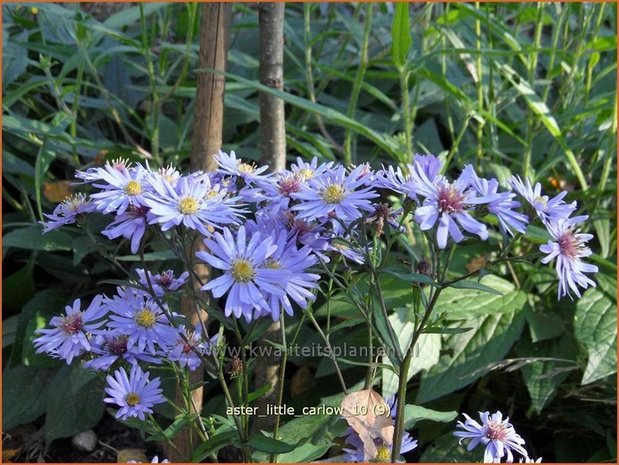 Aster 'Little Carlow' | Aster | Aster