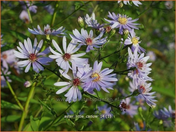 Aster 'Little Carlow' | Aster | Aster