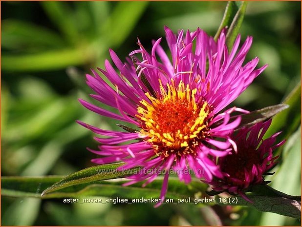 Aster novae-angliae 'Andenken an Paul Gerber' | Aster, Herfstaster