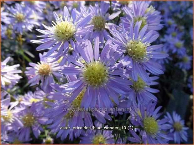 Aster ericoides 'Blue Wonder' | Heideaster, Aster | Heide-Aster