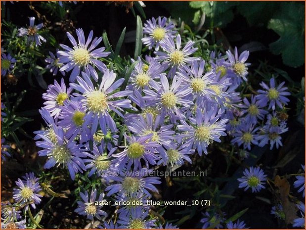 Aster ericoides 'Blue Wonder' | Heideaster, Aster | Heide-Aster