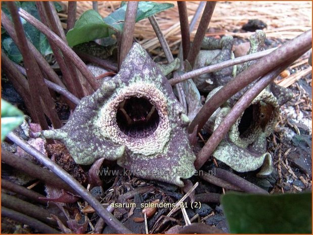 Asarum splendens | Mansoor