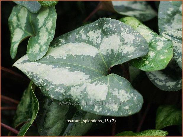 Asarum splendens | Mansoor