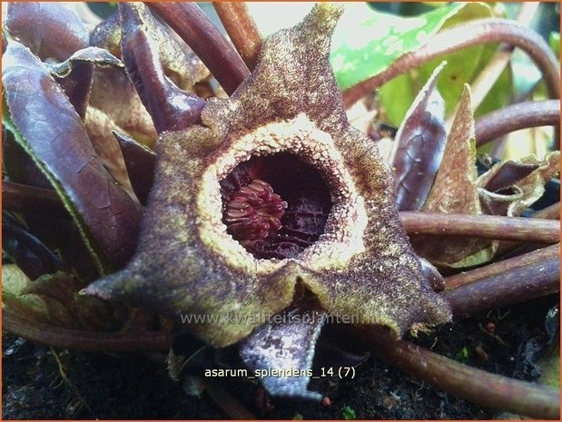 Asarum splendens | Mansoor