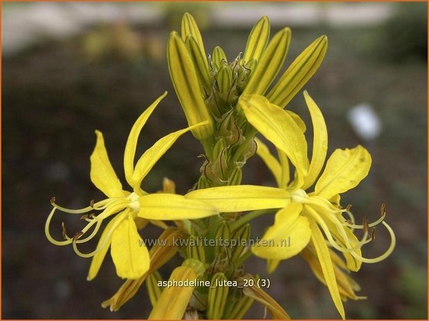 Asphodeline lutea | Gele affodil