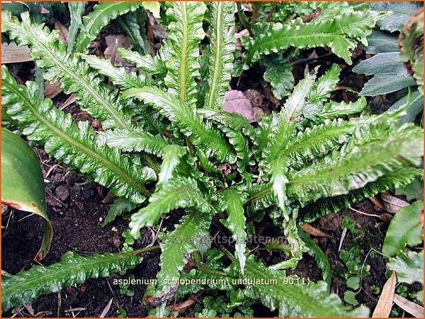 Asplenium scolopendrium 'Undulatum' | Tongvaren