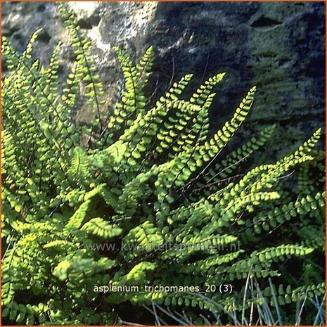 Asplenium trichomanes | Steenbreekvaren, Streepvaren | Braunstieliger Streifenfarn