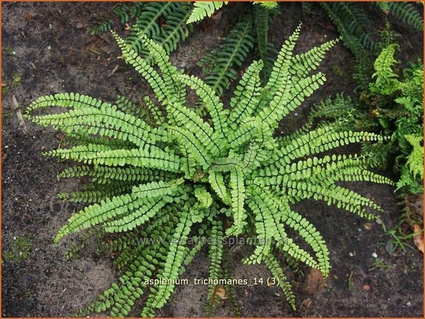 Asplenium trichomanes | Steenbreekvaren, Streepvaren | Braunstieliger Streifenfarn