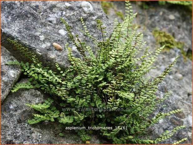 Asplenium trichomanes | Steenbreekvaren, Streepvaren | Braunstieliger Streifenfarn