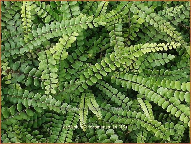 Asplenium trichomanes | Steenbreekvaren, Streepvaren | Braunstieliger Streifenfarn