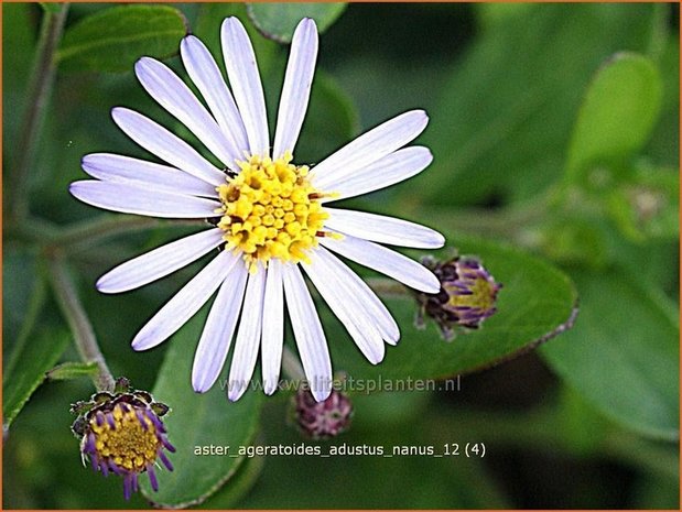 Aster ageratoides 'Adustus Nanus' | Japanse dwergaster, Aster | Ageratum-ähnliche Aster