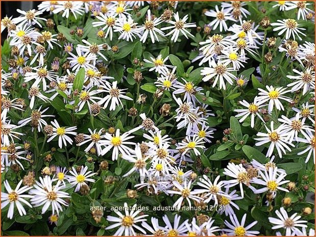Aster ageratoides &#39;Adustus Nanus&#39; | Japanse dwergaster, Aster | Ageratum-ähnliche Aster