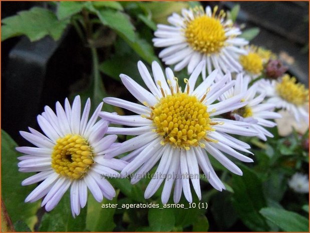 Aster ageratoides 'Asmoe' | Aster