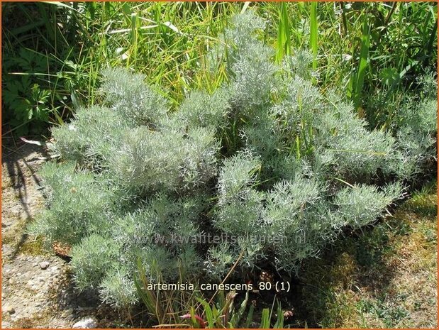 Artemisia 'Canescens' | Alsem, Bijvoet, Edelruit