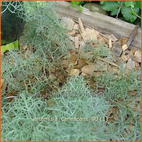 Artemisia 'Canescens' | Alsem, Bijvoet, Edelruit