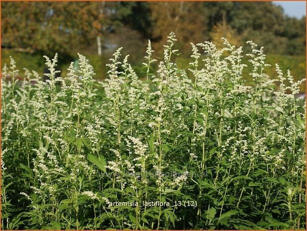 Artemisia lactiflora | Alsem, Bijvoet, Edelruit