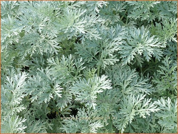 Artemisia 'Powis Castle' | Alsem, Bijvoet, Edelruit