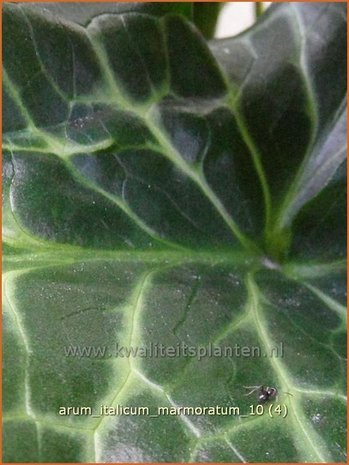 Arum italicum &#39;Marmoratum&#39; | Aronskelk | Italienischer Aronstab