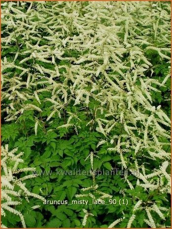 Aruncus 'Misty Lace' | Geitenbaard | Geißbart | Goat's Beard
